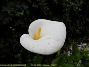 121 - CALLA - Roma